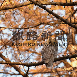 ふくろうからのメッセージ⑩季節のうつろい(2020-12-19)