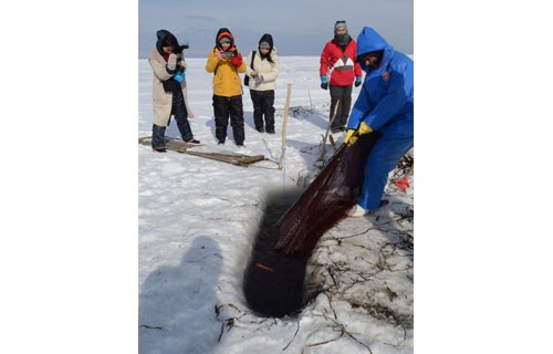 野付湾で氷下待網漁体験を(2021-01-28)