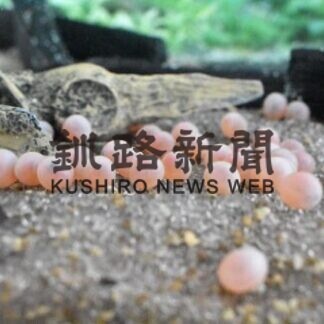 サケ発眼卵の水槽設置(2021-01-21)