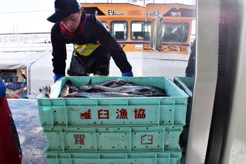 スケソウダラ安全操業初水揚げ 羅臼漁港に13㌧(2021-01-07)