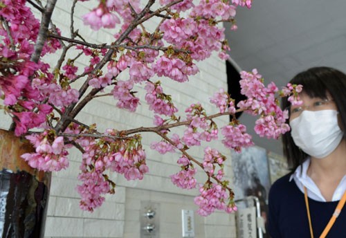 沖縄から日本一早い春の便り(2021-01-31)