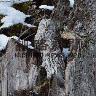 ふくろうからのメッセージ　⑫御神木に宿る(2021-01-09)