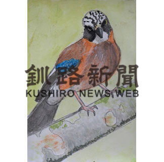 「ねむろの野鳥イラストコンテスト」入賞者発表　〈中〉_1(2021-02-09)