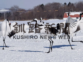 銀世界に舞うタンチョウ　阿寒国際ツルセンター_2(2021-02-06)