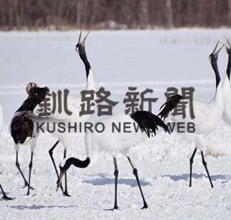 銀世界に舞うタンチョウ　阿寒国際ツルセンター_1(2021-02-06)
