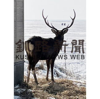 貫禄の雄ジカ 野付半島で目撃増える(2021-02-14)