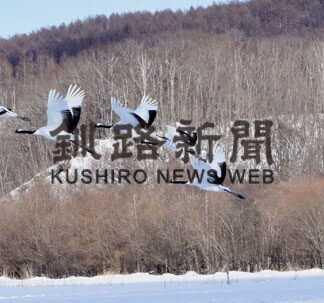 銀世界に舞うタンチョウ　阿寒国際ツルセンター_3(2021-02-06)