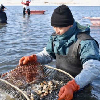 厳寒の中 アサリ手掘り　トーサムポロ沼で漁解禁(2021-02-02)