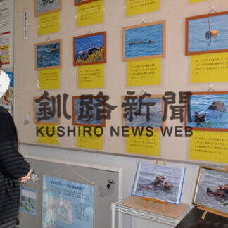 霧多布生まれのラッコ親子見て　茶内郵便局で写真展(2021-02-06)