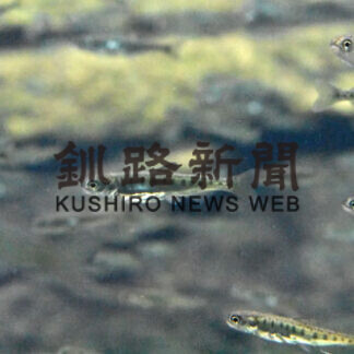 サケの姿見比べて　サーモン科学館今季営業開始(2021-02-13)