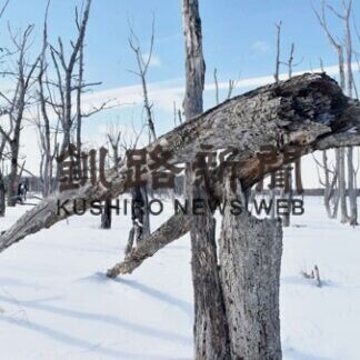 「ポンニクルの森」のツアー人気_3(2021-03-06)