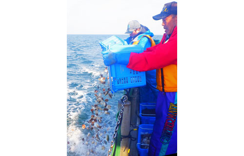 新漁場ホタテ 種苗購入、CFで募集 根室市方針(2021-03-17)