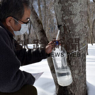 春の恵み味わって　２０、２１日にメープル祭り(2021-03-17)