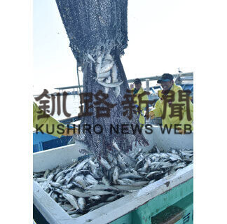 標津漁港のニシン豊漁、過去最多へ前浜活気(2021-04-09)
