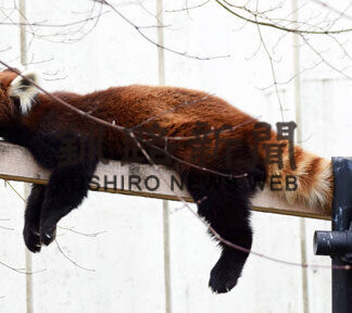 春の日差しにほのぼの_3(2021-04-24)