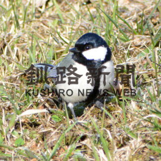 春の野鳥さまざま_5(2021-04-17)