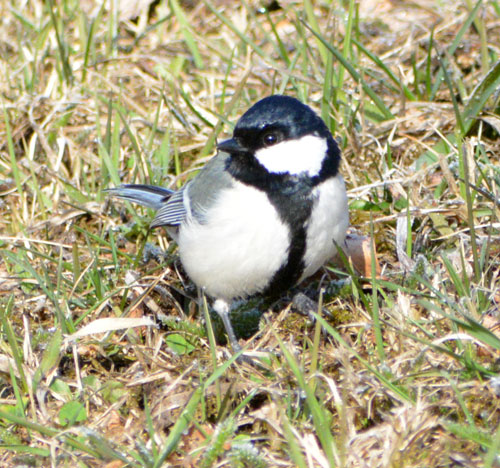 春の野鳥さまざま_5(2021-04-17)