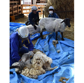 羊すっきり夏の装い　育成牧場で毛刈り(2021-04-17)