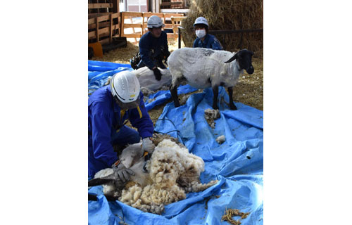 羊すっきり夏の装い 育成牧場で毛刈り(2021-04-17)