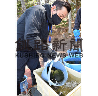 越冬マリモ丸々　阿寒湖で５カ月ぶり引き上げ(2021-04-28)