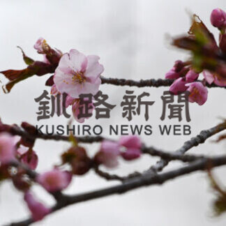 音別憩いの森のエゾヤマザクラ開花　昨年より３日早く(2021-05-01)