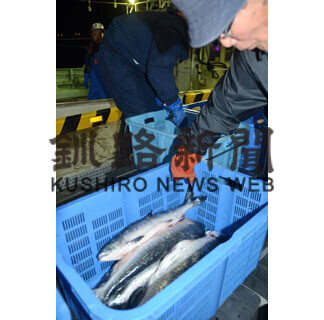 トキシラズ初水揚げ(2021-04-13)