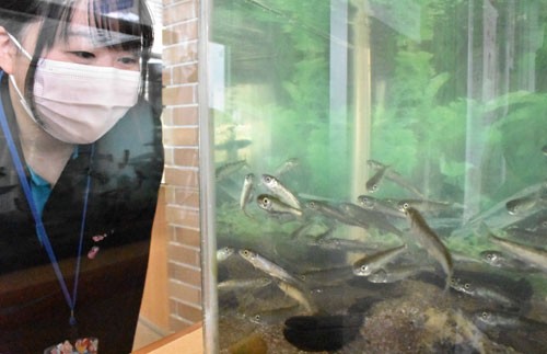 サケの稚魚 すくすくと(2021-04-18)