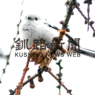 春の野鳥さまざま_6(2021-04-17)