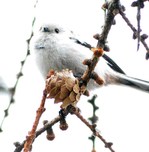 春の野鳥さまざま_6(2021-04-17)