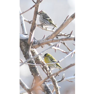 春の野鳥さまざま_1(2021-04-17)