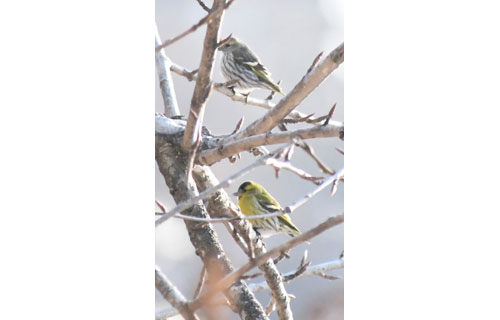 春の野鳥さまざま_1(2021-04-17)