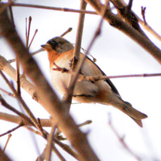春の野鳥さまざま_2(2021-04-17)