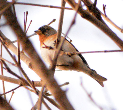 春の野鳥さまざま_2(2021-04-17)