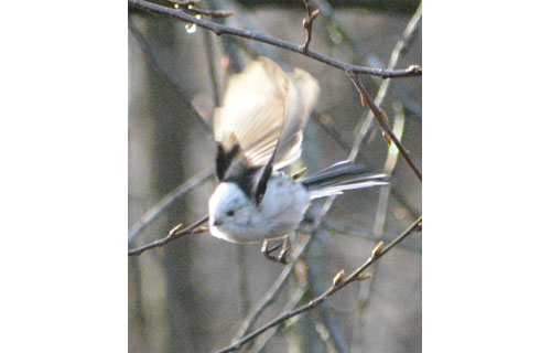 春の野鳥さまざま_3(2021-04-17)
