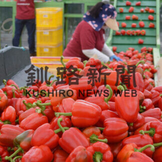 釧路産パプリカ 鮮やか　今期の出荷始まる(2021-04-10)