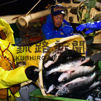 トキ　最高値は落石７８８４円　根釧初競り(2021-04-14)