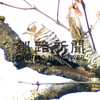 春の野鳥さまざま_4(2021-04-17)