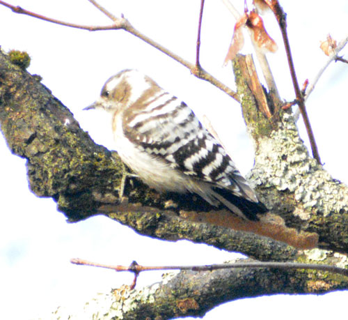 春の野鳥さまざま_4(2021-04-17)