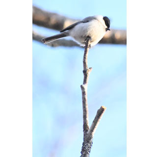 春の野鳥さまざま(2021-04-17)