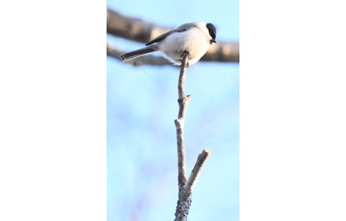 春の野鳥さまざま(2021-04-17)