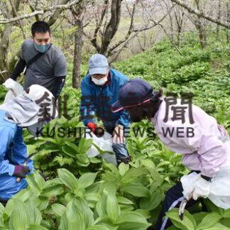 春採公園でオオハンゴンソウ防除作業(2021-05-16)