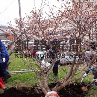 桜並木づくりへ植樹　歯舞地区マリンビジョン協(2021-05-14)