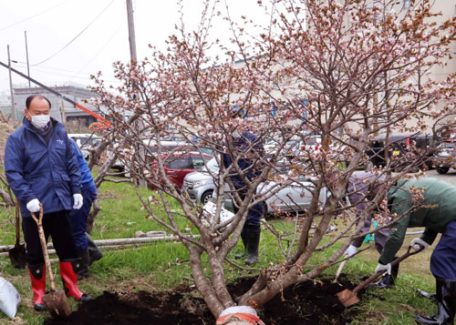 桜並木づくりへ植樹 歯舞地区マリンビジョン協(2021-05-14)