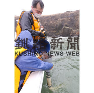 花咲稚ガニ、根室沿岸に５５万匹放流(2021-05-11)