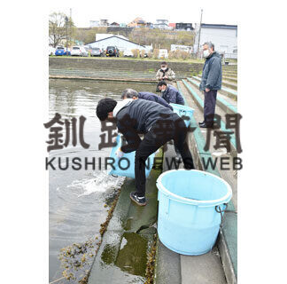 釧路川にサケの稚魚放流(2021-05-07)