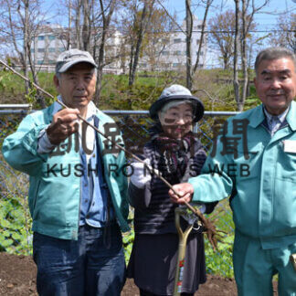 釧路八重桜が里帰り　苗木を植え込み(2021-05-15)
