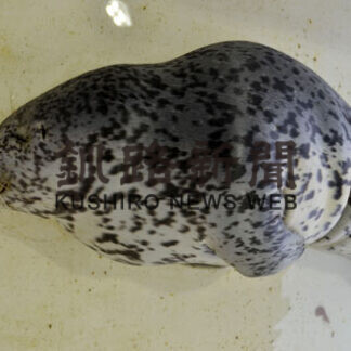 定置網に〝珍客〟白糠漁協がアザラシ保護(2021-05-20)