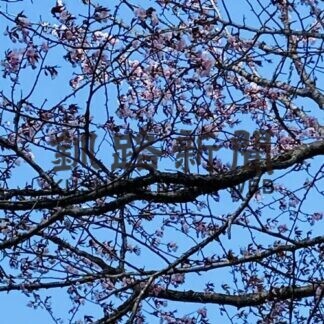釧路でサクラ満開(2021-05-12)