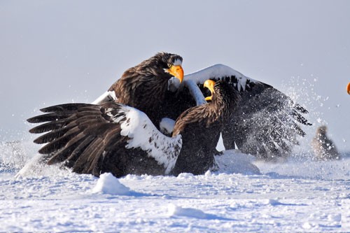 知床羅臼写真コンテスト作品紹介_1(2021-05-05)