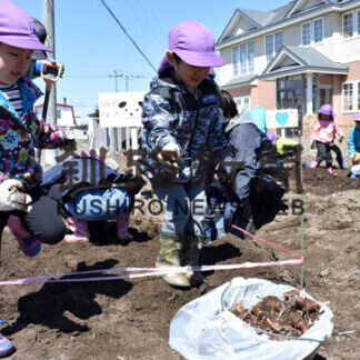 昭和どんぐりの家保育園年長園児がキクイモ春掘り収穫体験(2021-05-10)